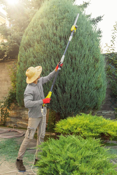 How Our Tree Care Process Works  in  Goshen, IN